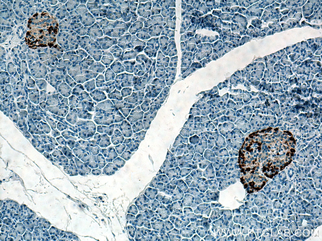 Immunohistochemistry (IHC) staining of human pancreas tissue using Glucagon Monoclonal antibody (67286-1-Ig)