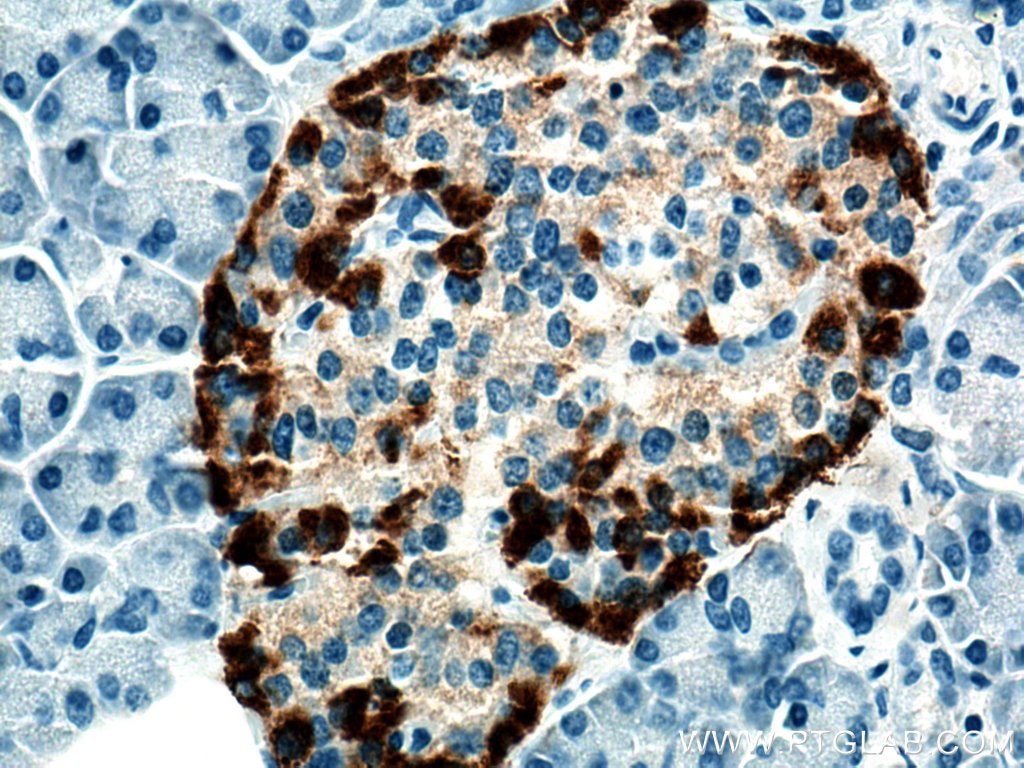 Immunohistochemistry (IHC) staining of human pancreas tissue using Glucagon Monoclonal antibody (67286-1-Ig)