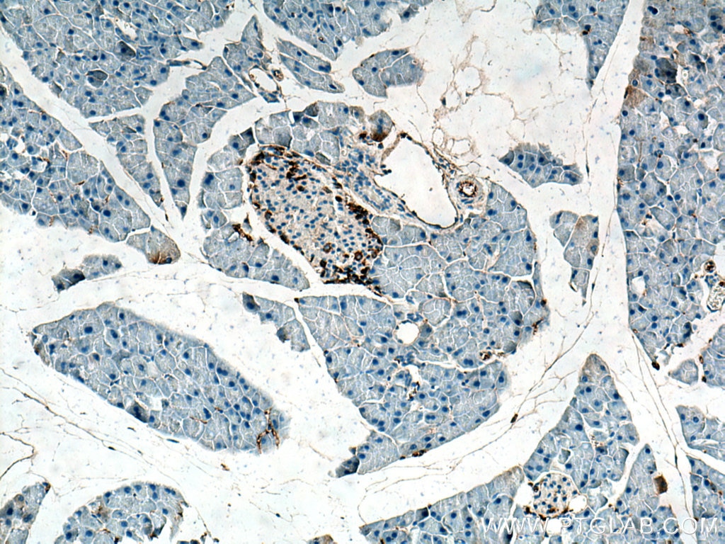 Immunohistochemistry (IHC) staining of mouse pancreas tissue using Glucagon Monoclonal antibody (67286-1-Ig)