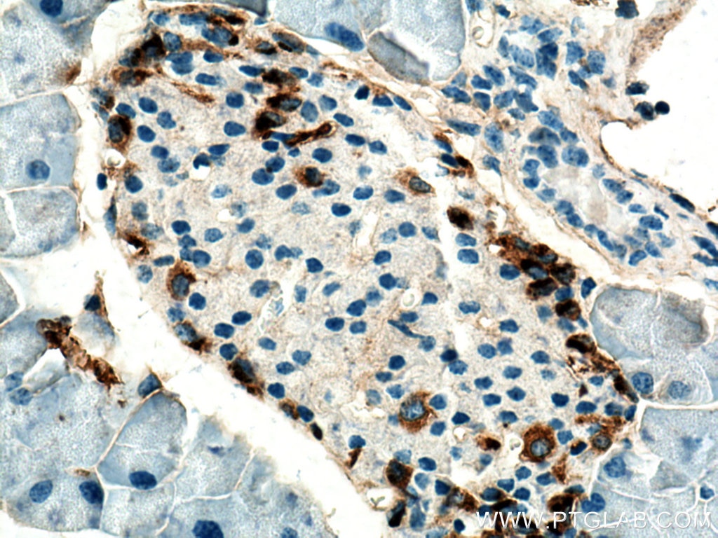 Immunohistochemistry (IHC) staining of mouse pancreas tissue using Glucagon Monoclonal antibody (67286-1-Ig)