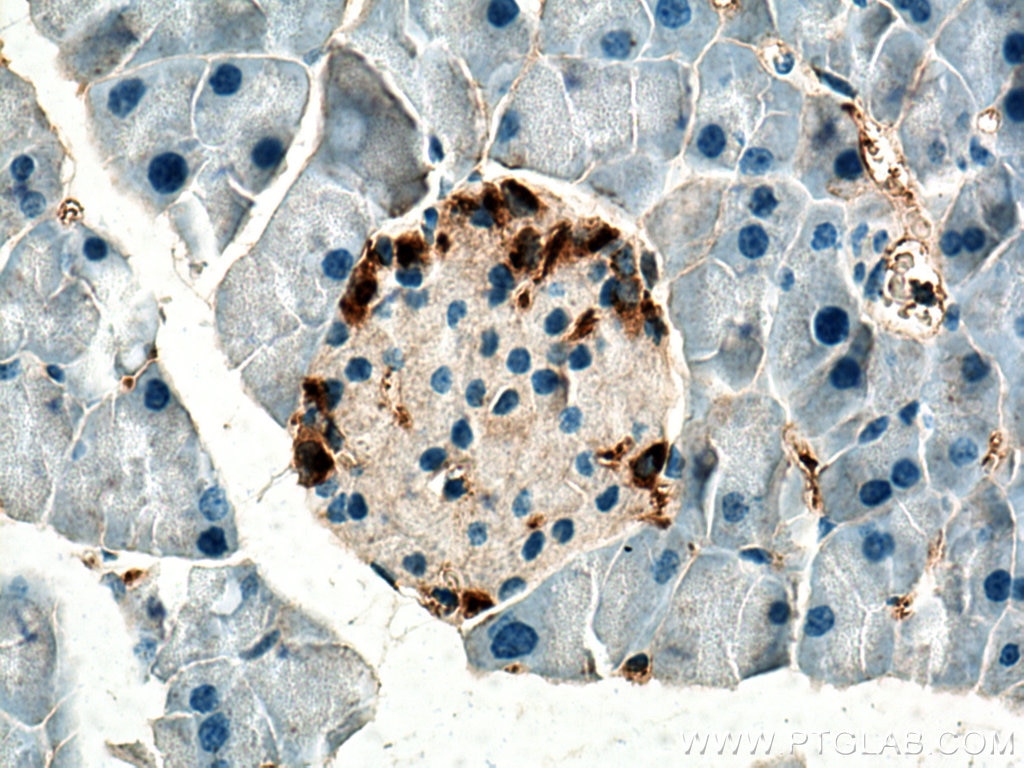 Immunohistochemistry (IHC) staining of mouse pancreas tissue using Glucagon Monoclonal antibody (67286-1-Ig)