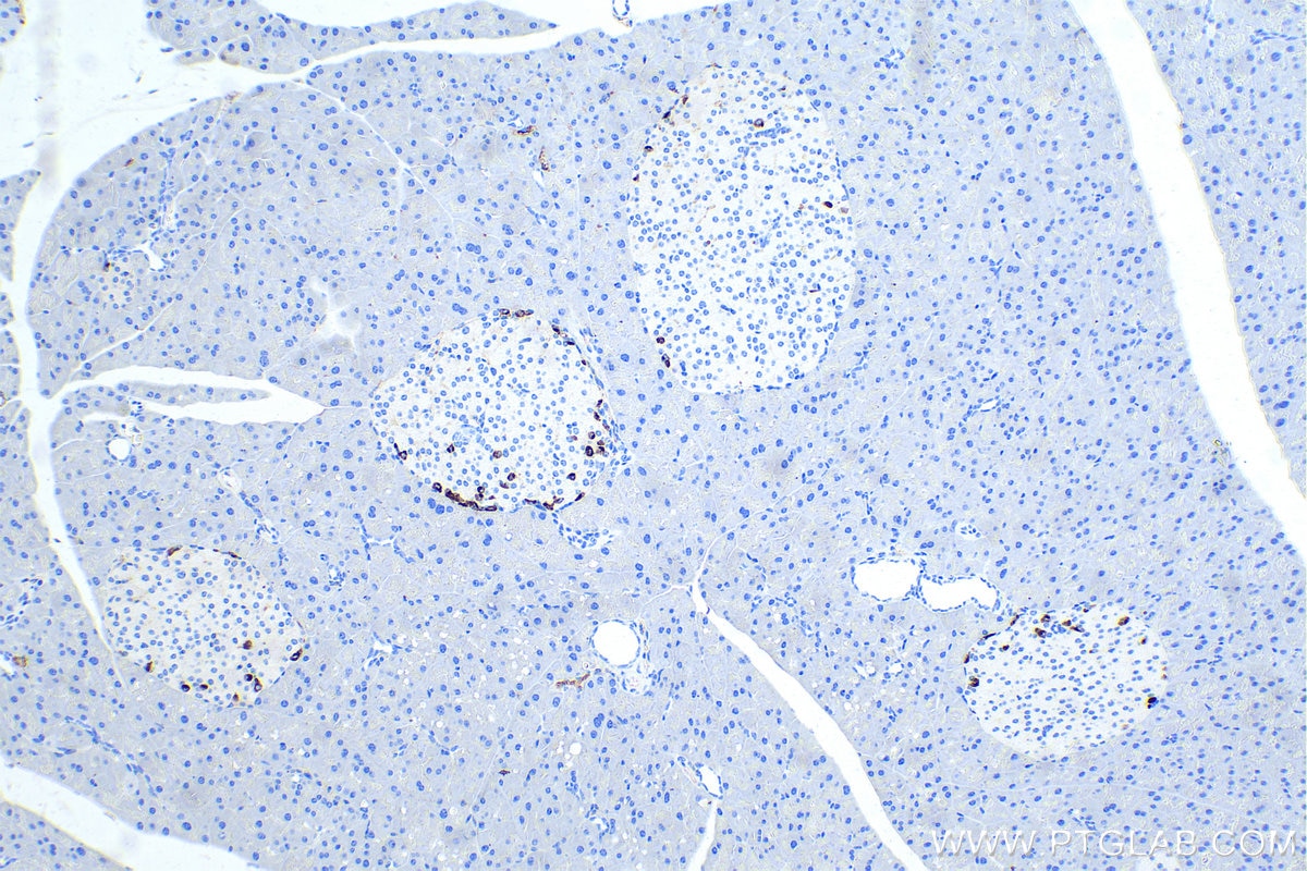 Immunohistochemistry (IHC) staining of mouse pancreas tissue using Glucagon Monoclonal antibody (67286-1-Ig)
