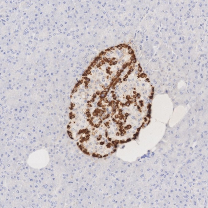 IHC staining of human pancreas using 67286-1-Ig Immunohistochemistry (IHC) staining of human pancreas tissue using Glucagon Monoclonal antibody (67286-1-Ig)
