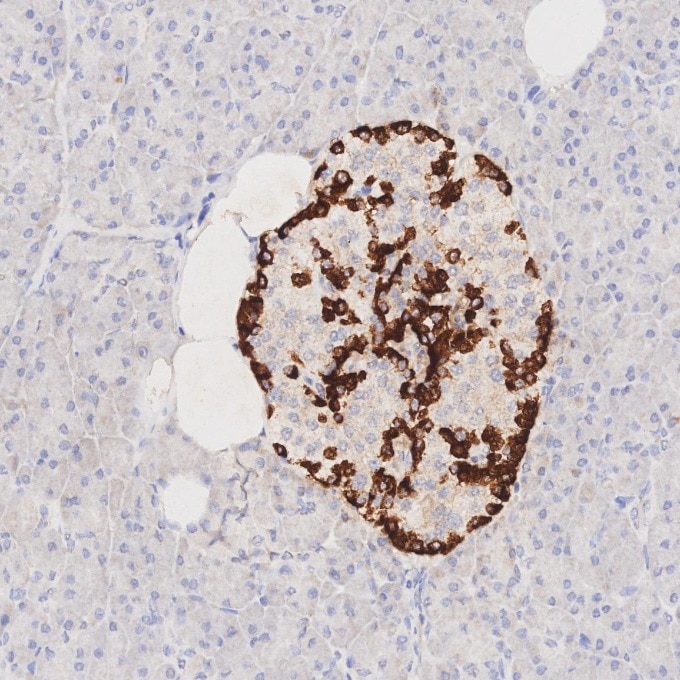 IHC staining of human pancreas using 67286-1-Ig Immunohistochemistry (IHC) staining of human pancreas tissue using Glucagon Monoclonal antibody (67286-1-Ig)