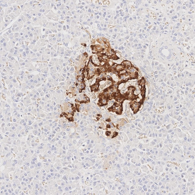 IHC staining of human pancreas using 67286-1-Ig Immunohistochemistry (IHC) staining of human pancreas tissue using Glucagon Monoclonal antibody (67286-1-Ig)