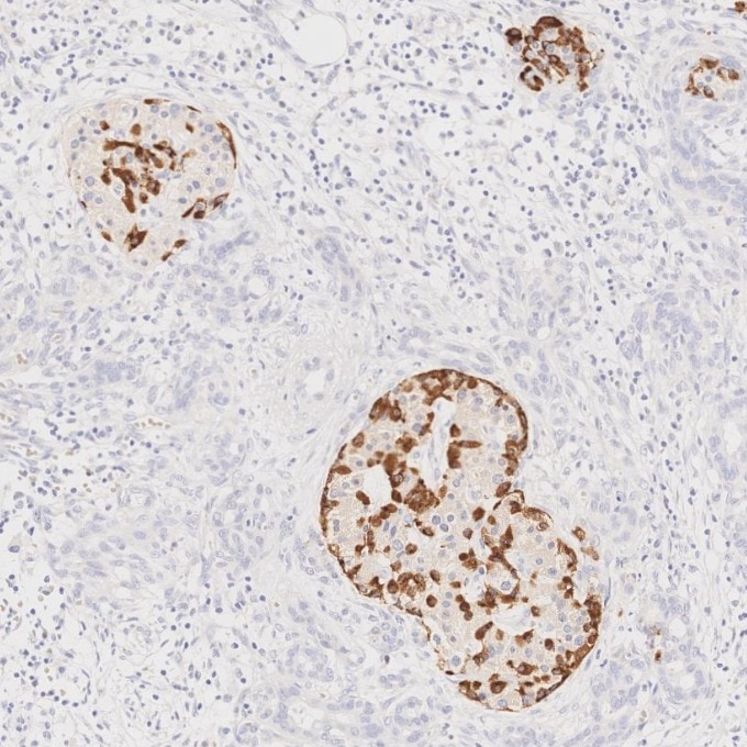 IHC staining of human pancreas using 67286-1-Ig Immunohistochemistry (IHC) staining of human pancreas tissue using Glucagon Monoclonal antibody (67286-1-Ig)