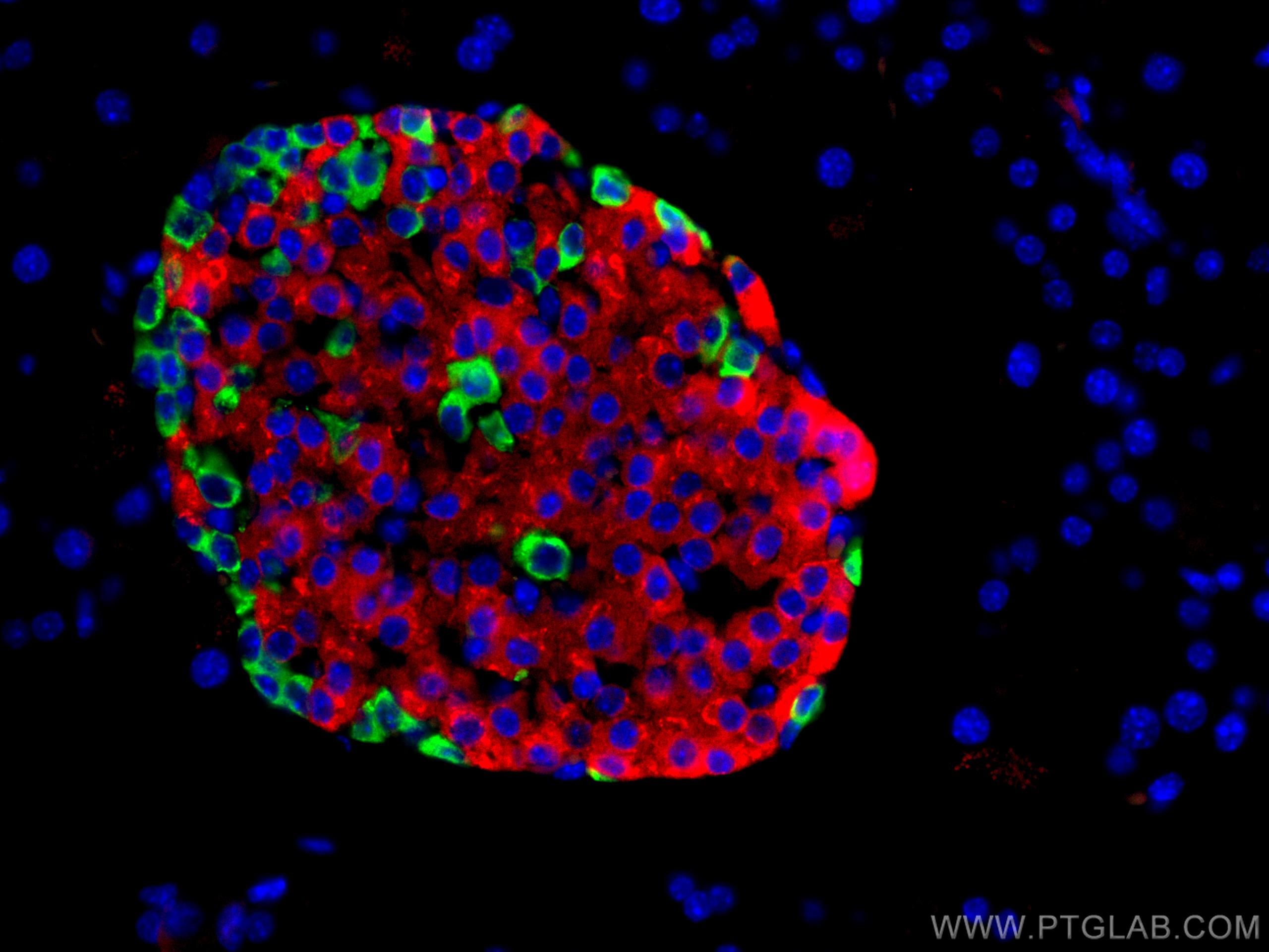 Immunofluorescence (IF) / fluorescent staining of mouse pancreas tissue using CoraLite® Plus 488-conjugated Glucagon Polyclonal  (CL488-15954)