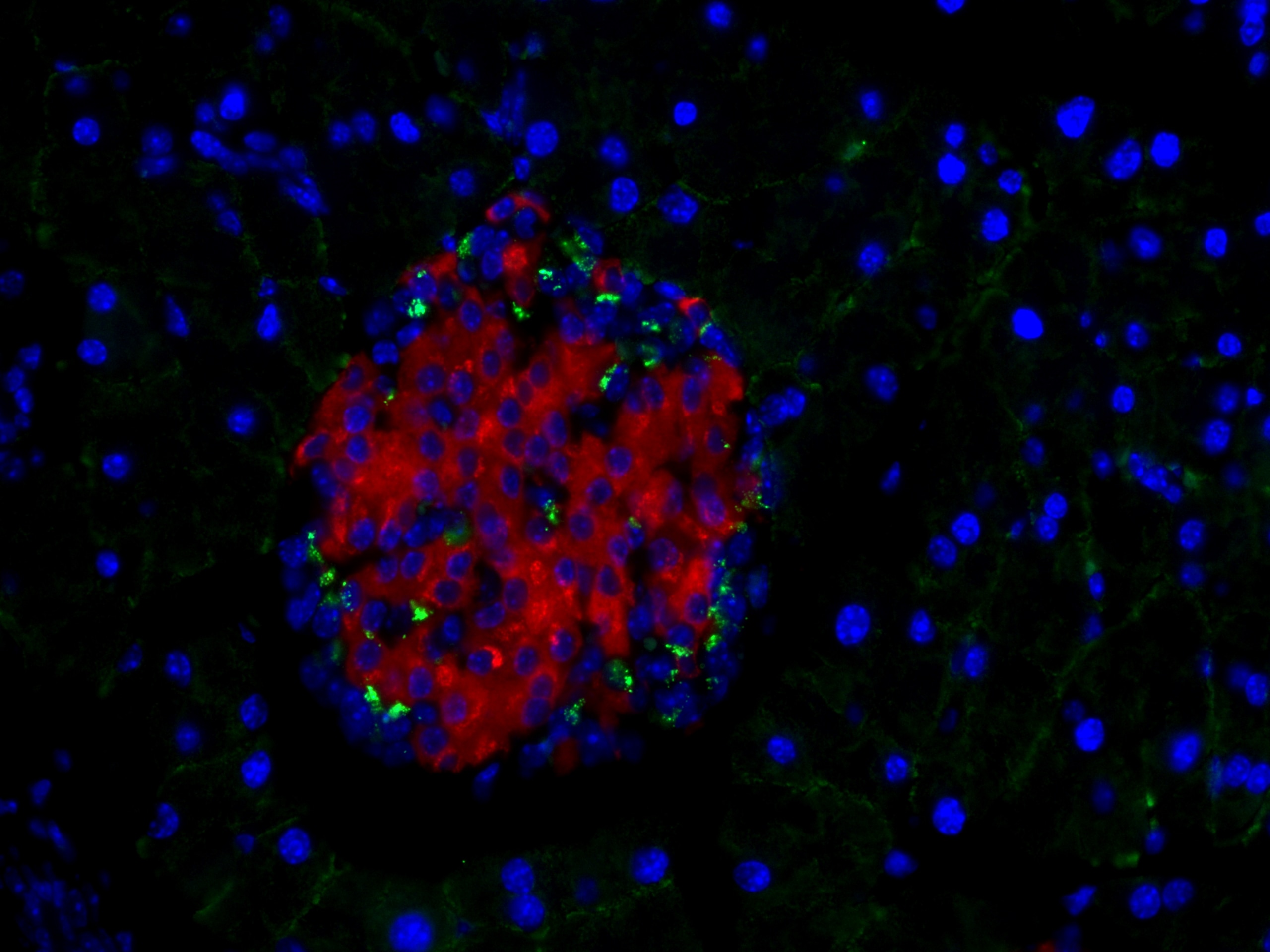 Immunofluorescence (IF) / fluorescent staining of mouse pancreas tissue using CoraLite®488-conjugated Glucagon Monoclonal antibo (CL488-67286)