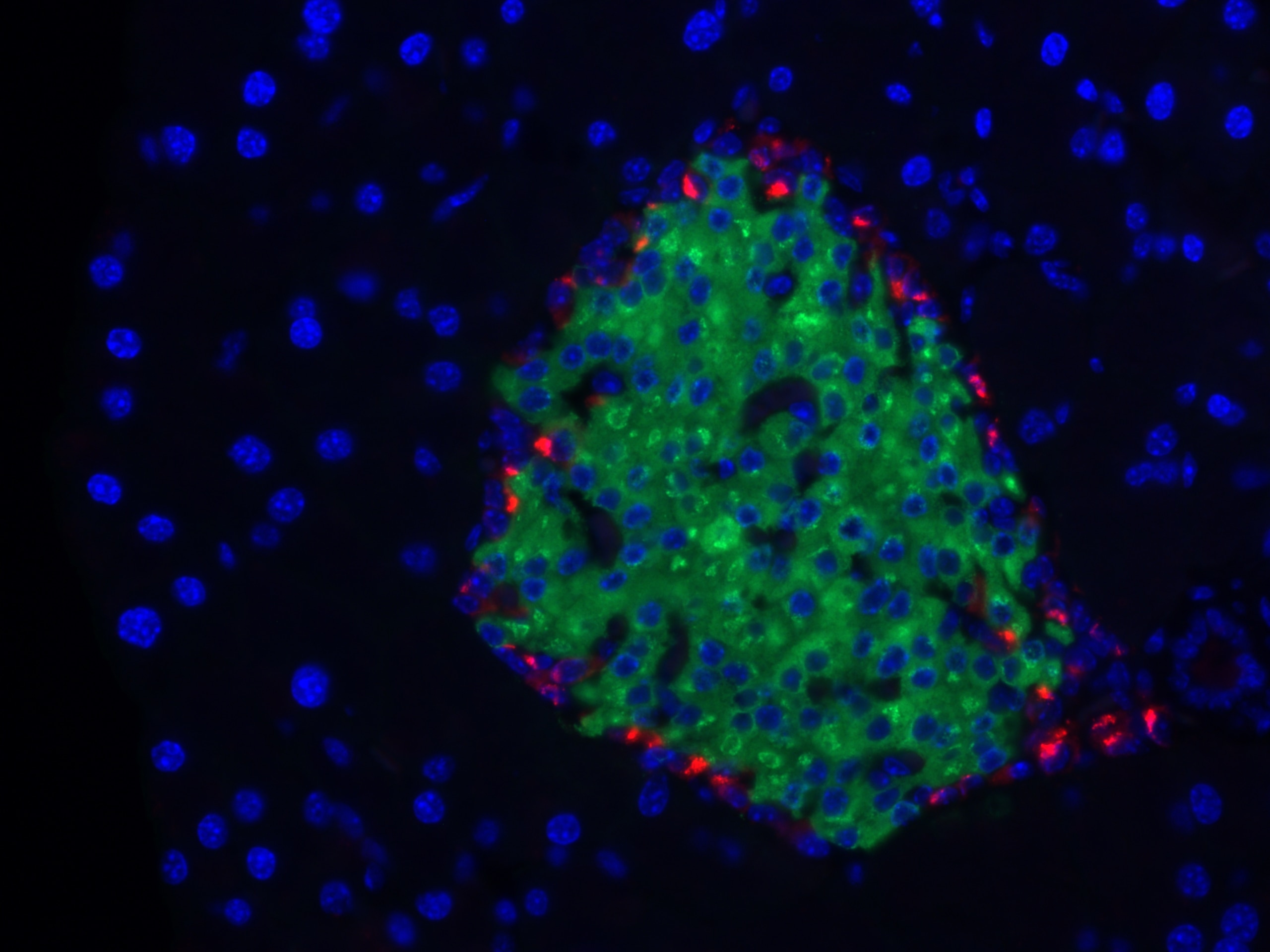 Immunofluorescence (IF) / fluorescent staining of mouse pancreas tissue using CoraLite®594-conjugated Glucagon Monoclonal antibo (CL594-67286)