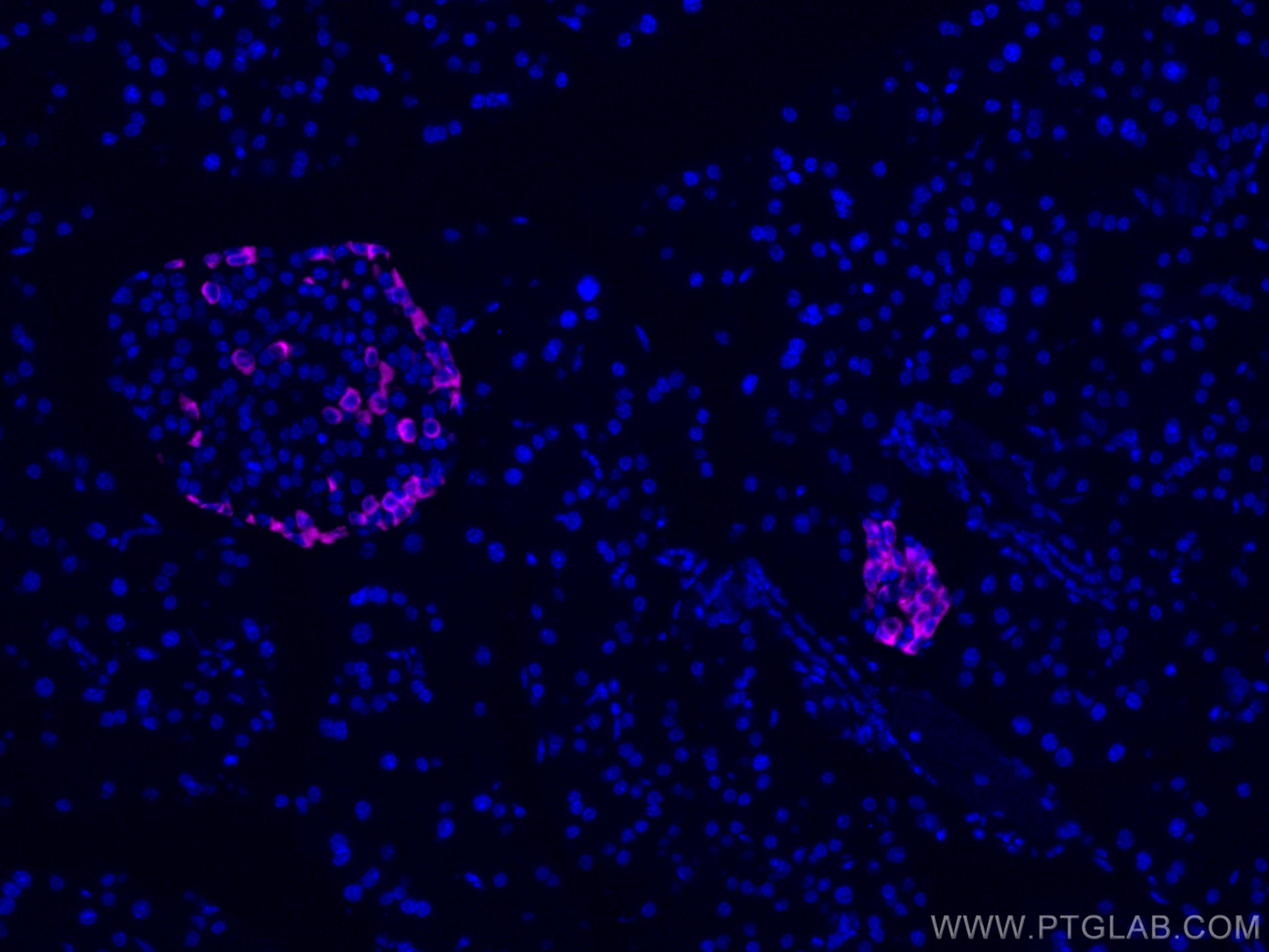 IF Staining of mouse pancreas using CL647-15954
