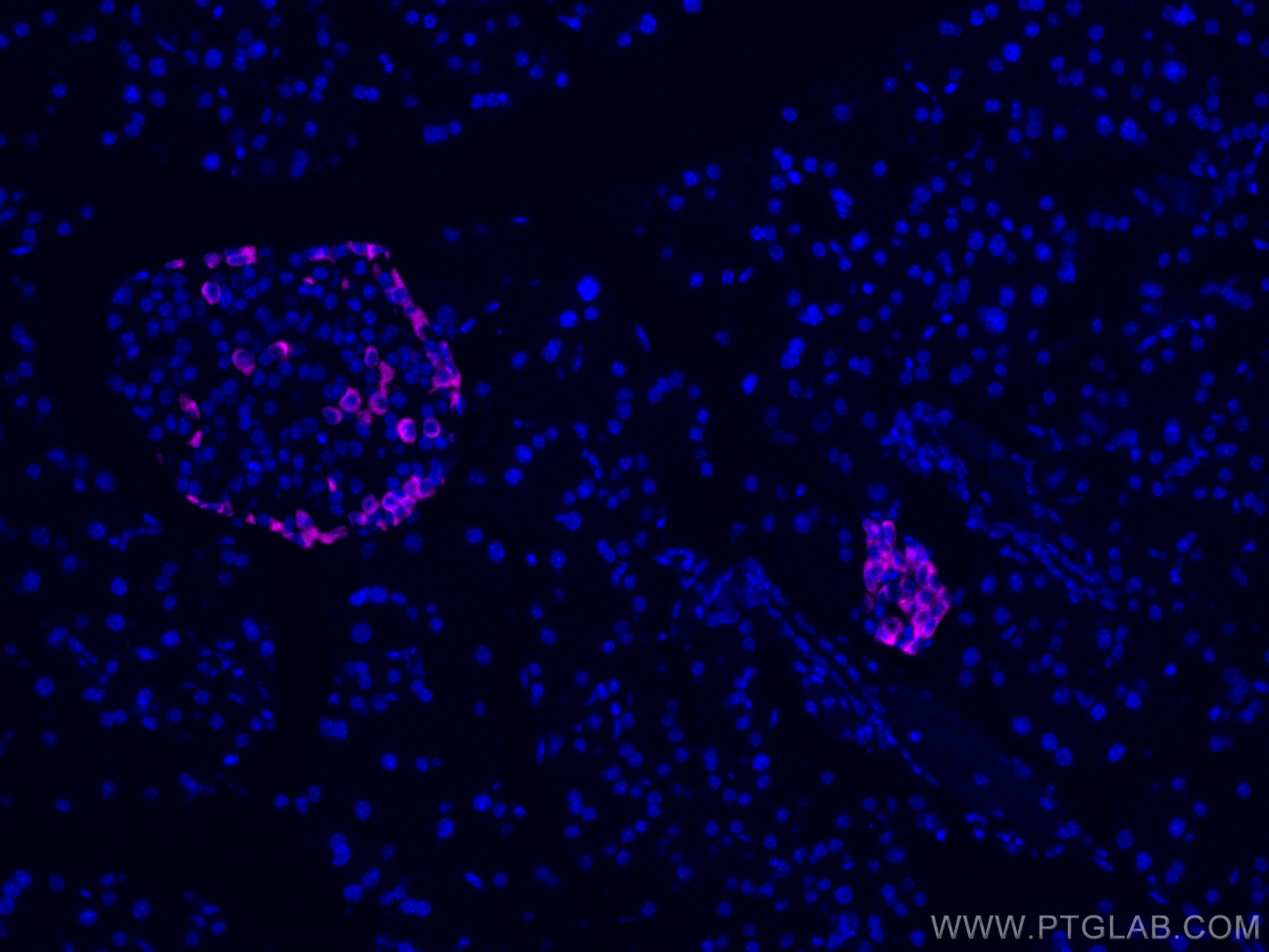 Immunofluorescence (IF) / fluorescent staining of mouse pancreas tissue using CoraLite® Plus 647-conjugated Glucagon Polyclonal  (CL647-15954)