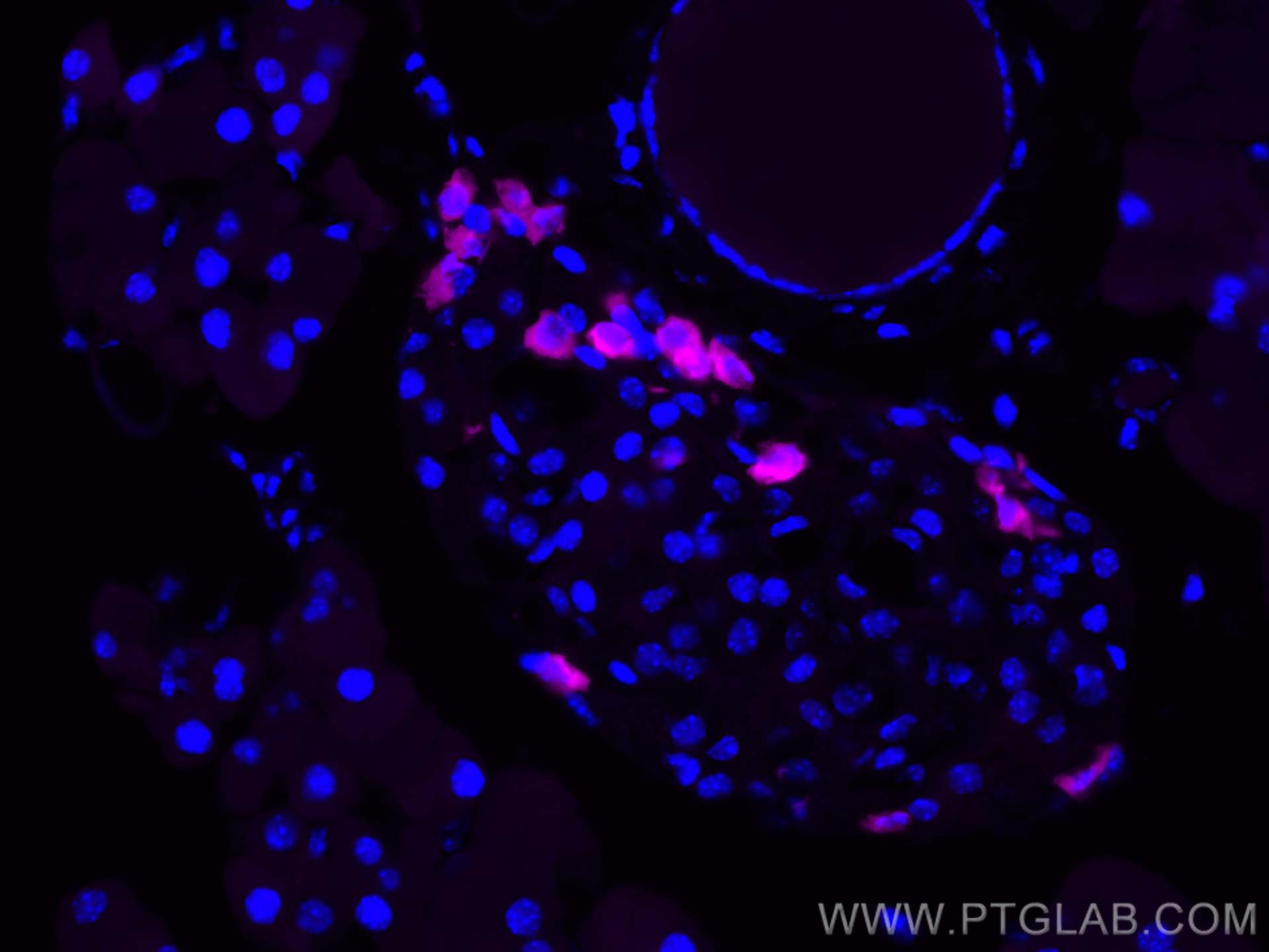 IF Staining of mouse pancreas using CL647-15954