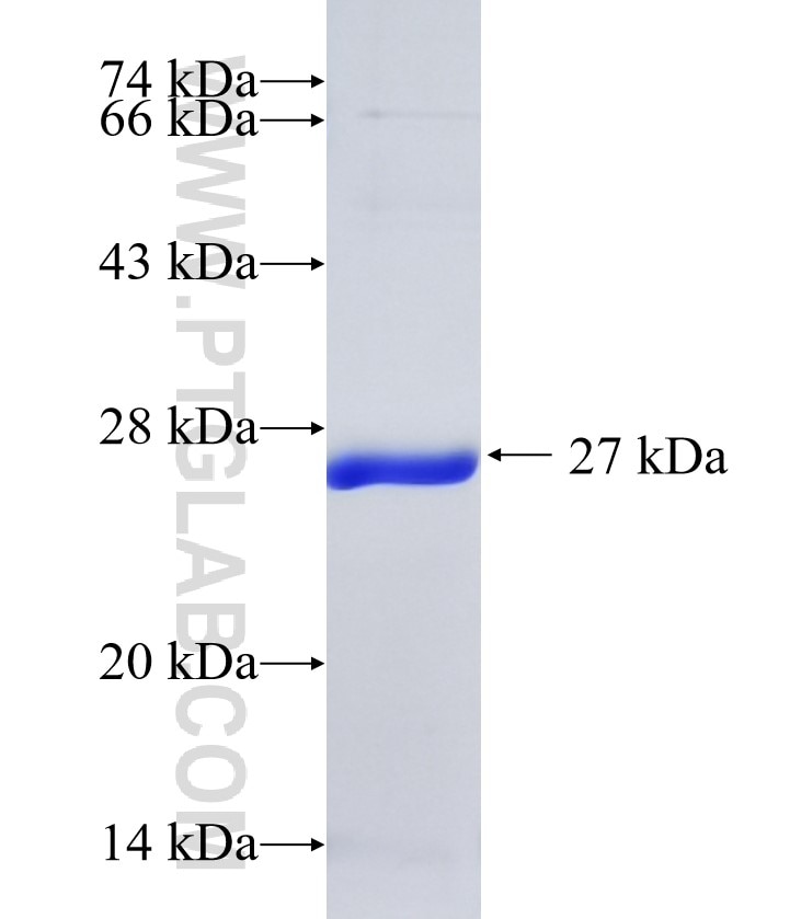 Glucagon fusion protein Ag10629 SDS-PAGE