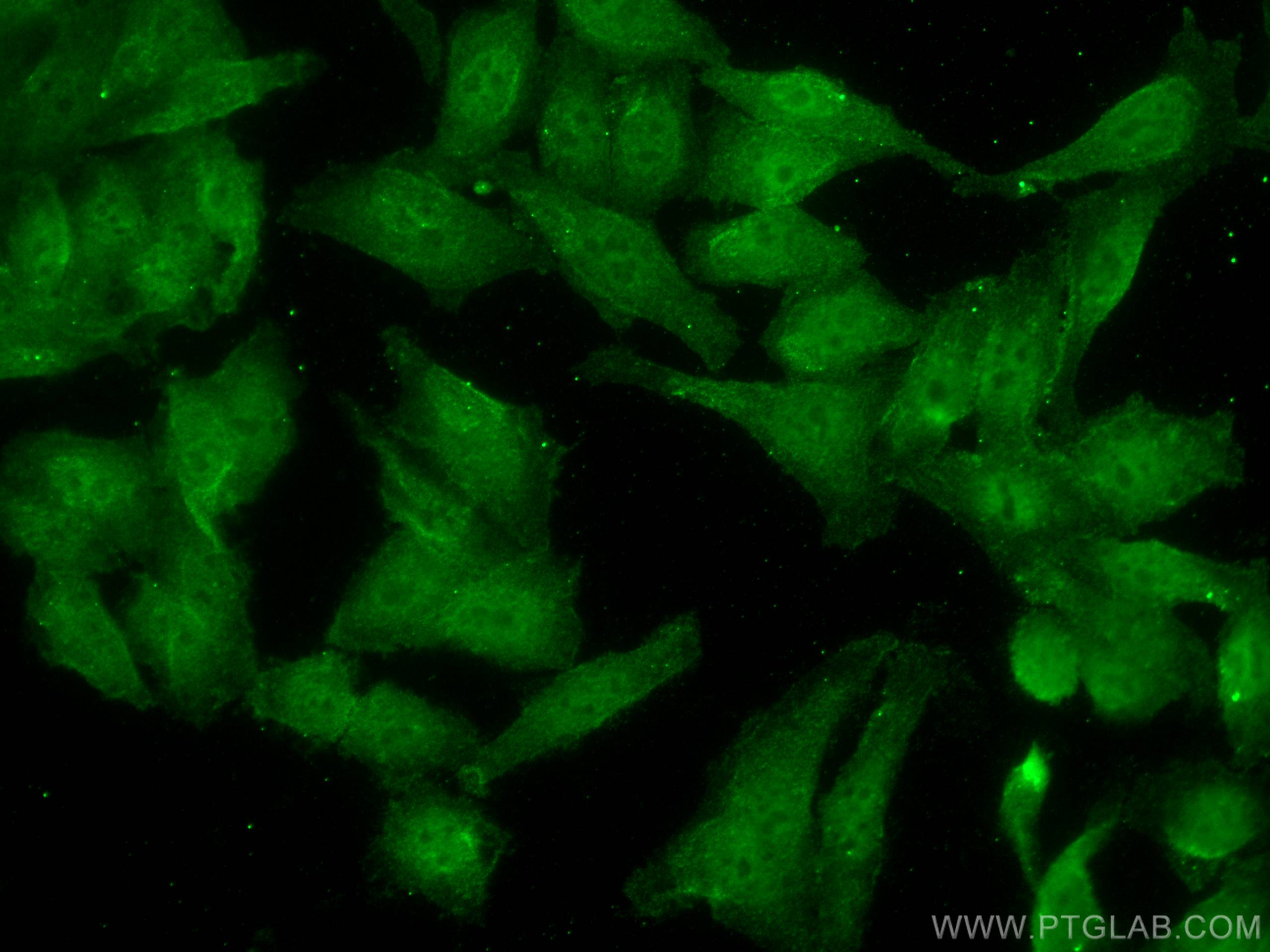 Immunofluorescence (IF) / fluorescent staining of HepG2 cells using Glucocorticoid receptor Monoclonal antibody (66904-1-Ig)