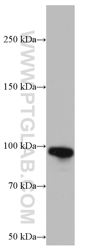 Western Blot (WB) analysis of HeLa cells using Glucocorticoid receptor Monoclonal antibody (66904-1-Ig)