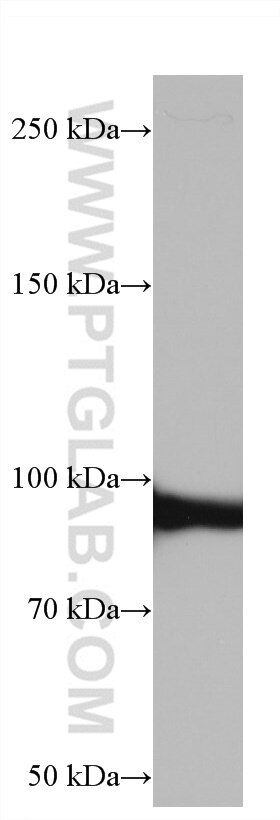 Western Blot (WB) analysis of HEK-293 cells using Glucocorticoid receptor Monoclonal antibody (66904-1-Ig)