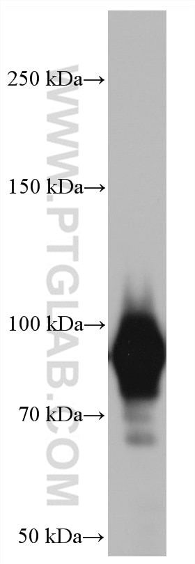 Western Blot (WB) analysis of HSC-T6 cells using Glucocorticoid receptor Monoclonal antibody (66904-1-Ig)