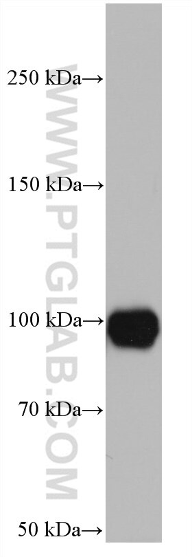 Western Blot (WB) analysis of NIH/3T3 cells using Glucocorticoid receptor Monoclonal antibody (66904-1-Ig)
