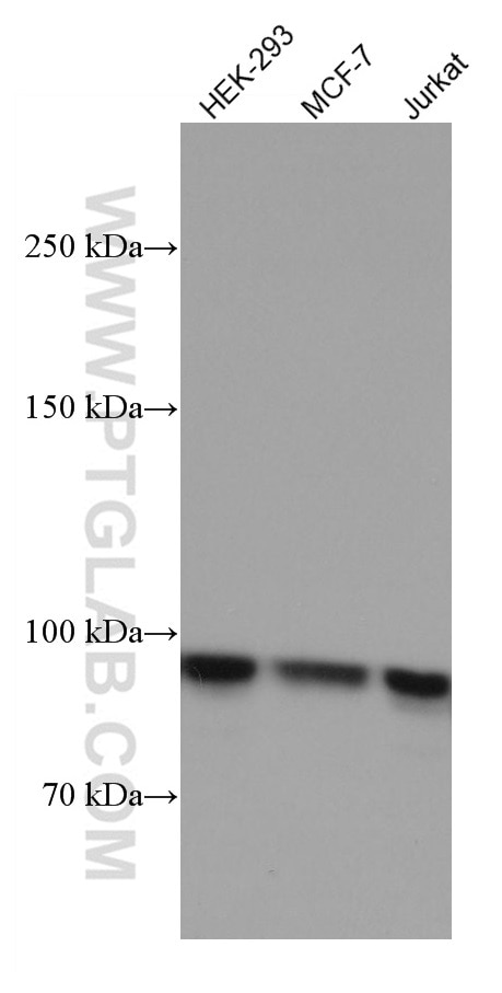 Western Blot (WB) analysis of various lysates using Glucocorticoid receptor Monoclonal antibody (66904-1-Ig)