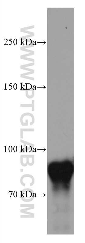 Western Blot (WB) analysis of HSC-T6 cells using Glucocorticoid receptor Monoclonal antibody (66904-1-Ig)