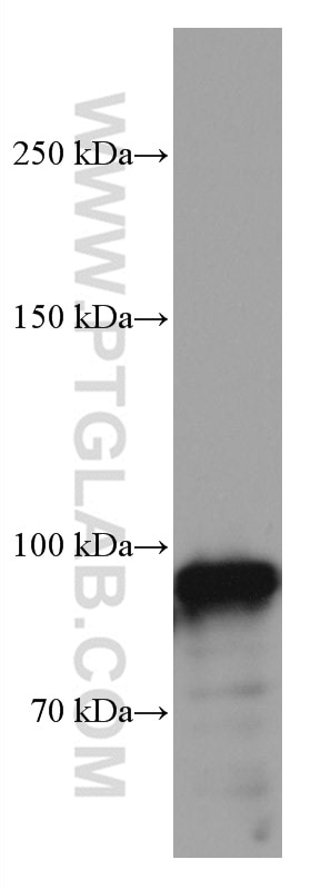 Western Blot (WB) analysis of NIH/3T3 cells using Glucocorticoid receptor Monoclonal antibody (66904-1-Ig)