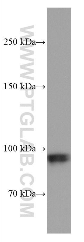 Western Blot (WB) analysis of 4T1 cells using Glucocorticoid receptor Monoclonal antibody (66904-1-Ig)