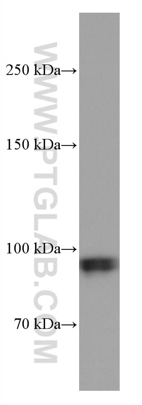 Western Blot (WB) analysis of 4T1 cells using Glucocorticoid receptor Monoclonal antibody (66904-1-Ig)