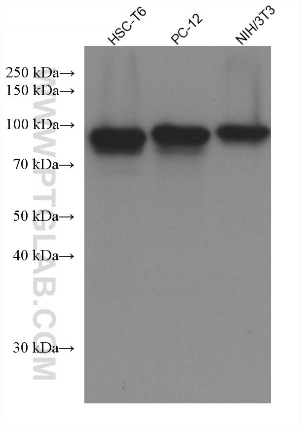 Western Blot (WB) analysis of various lysates using Glucocorticoid receptor Monoclonal antibody (66904-1-Ig)