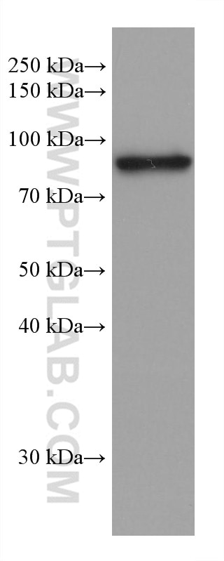 Western Blot (WB) analysis of 4T1 cells using Glucocorticoid receptor Monoclonal antibody (66904-1-Ig)