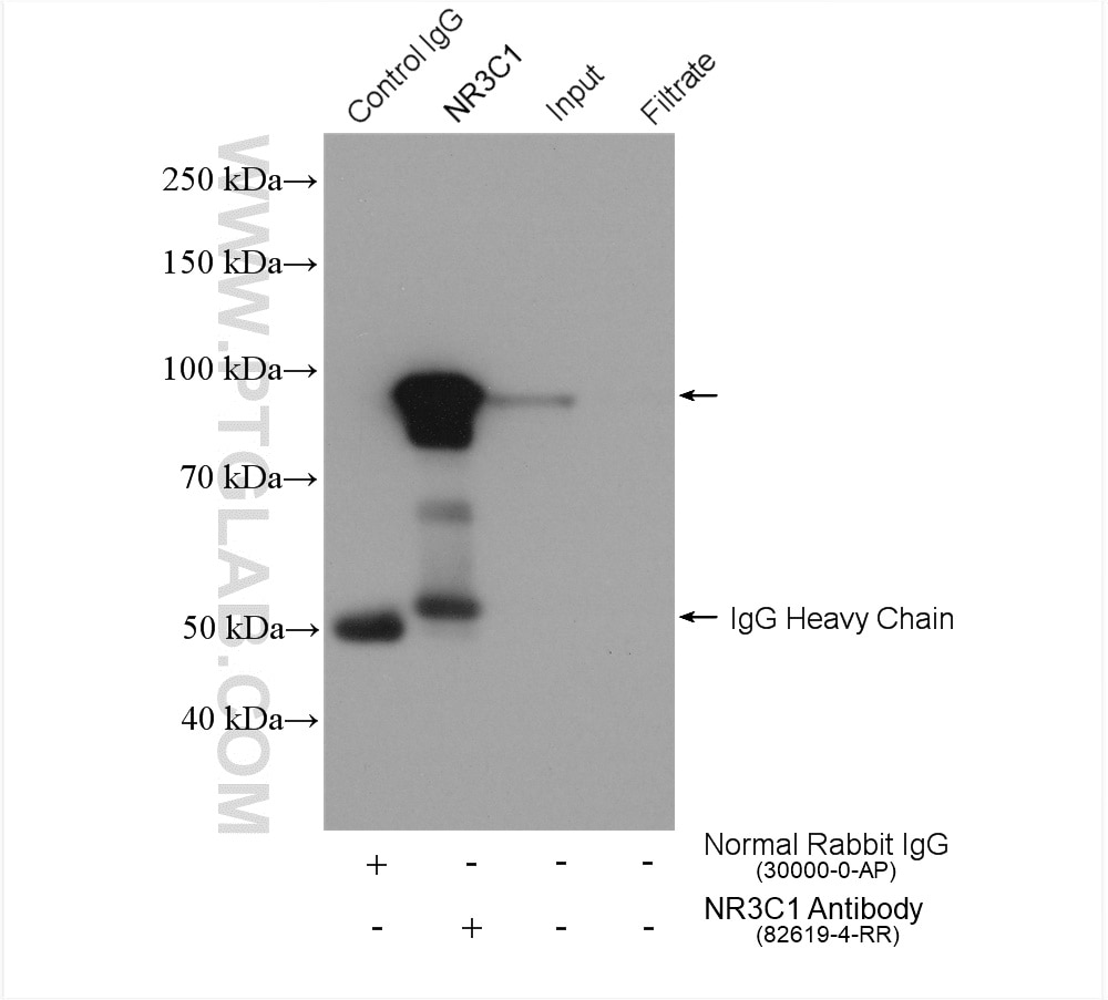 Immunoprecipitation (IP) experiment of HepG2 cells using Glucocorticoid receptor Recombinant antibody (82619-4-RR)