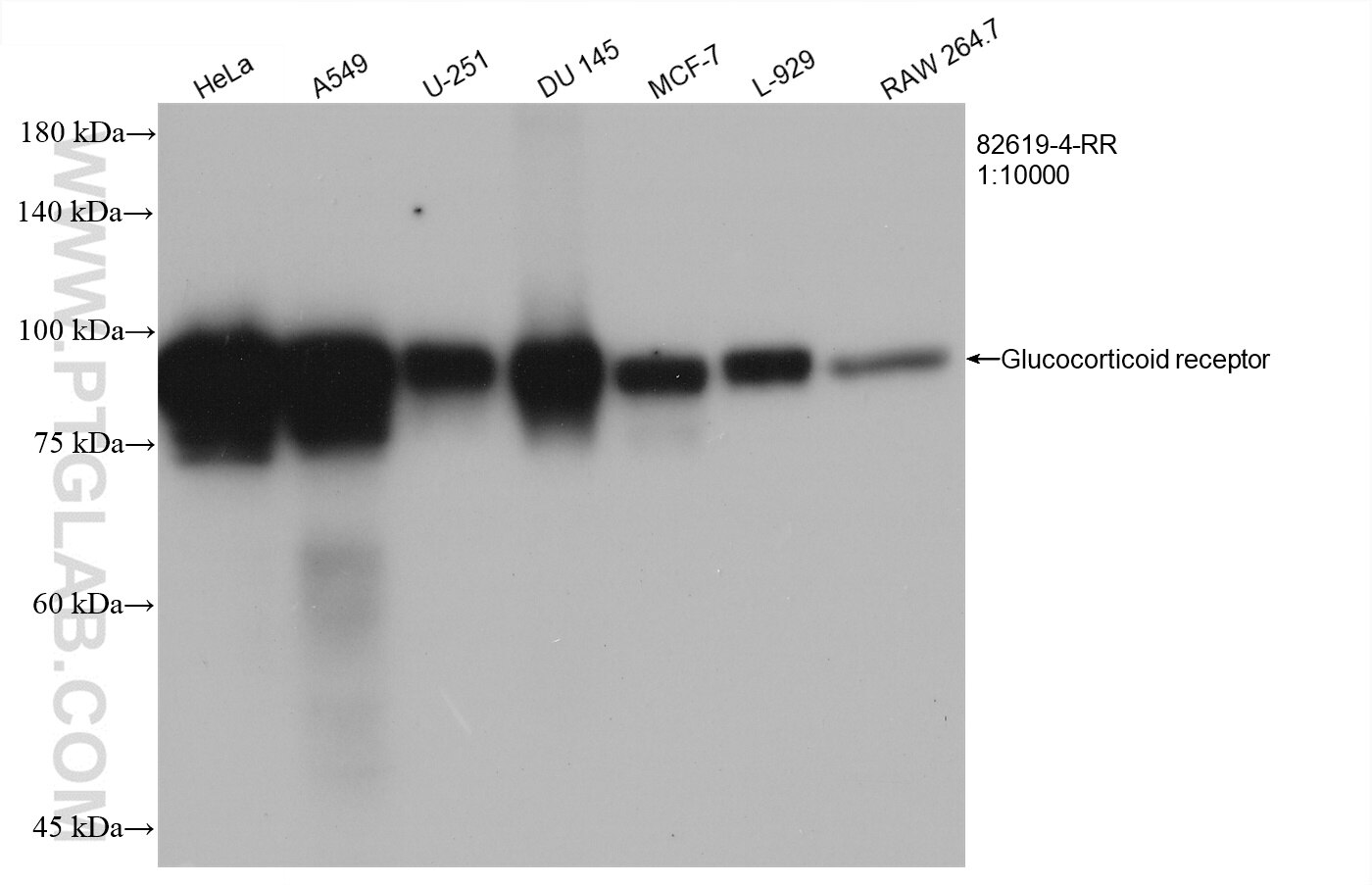 Western Blot (WB) analysis of various lysates using Glucocorticoid receptor Recombinant antibody (82619-4-RR)