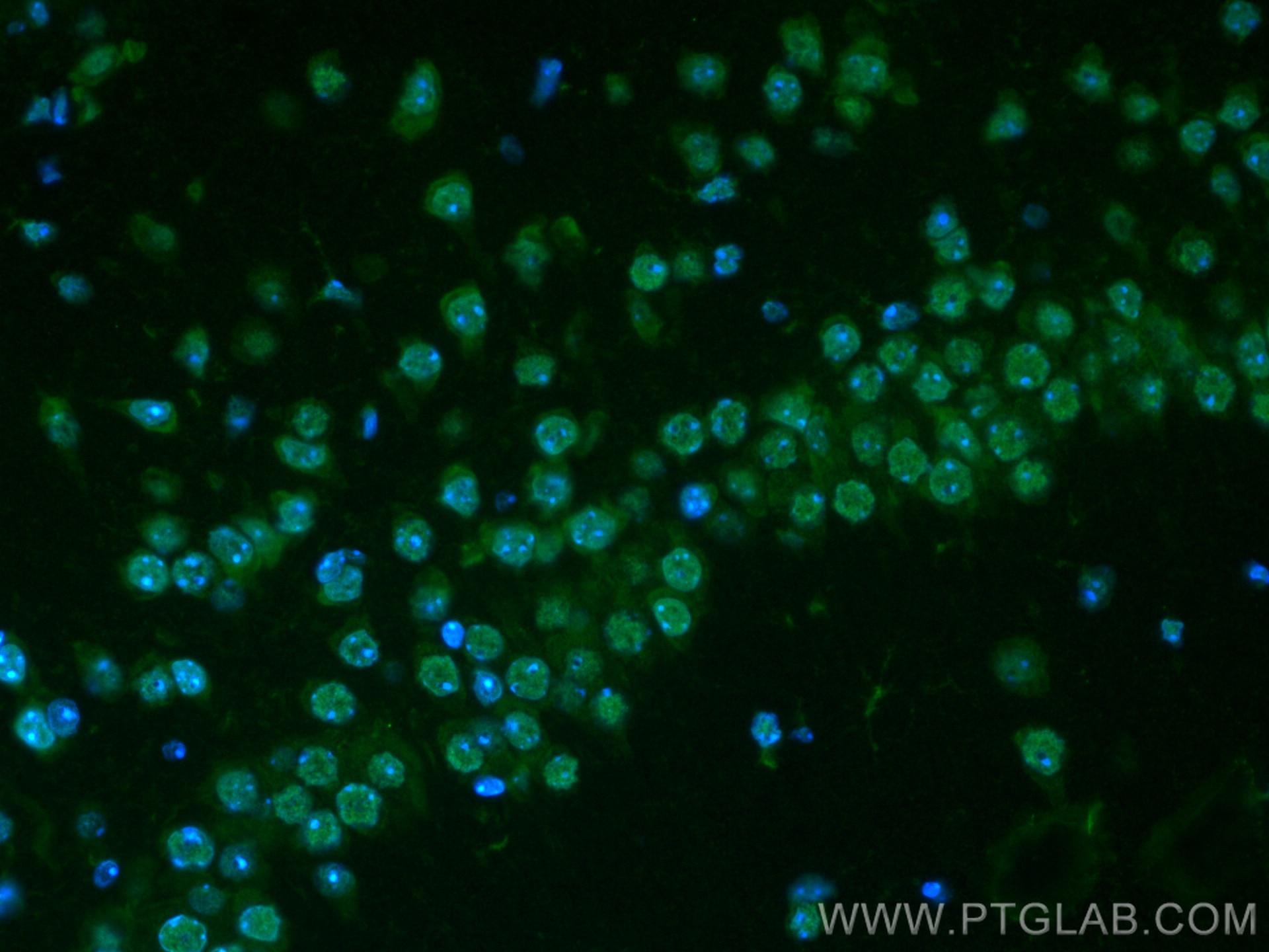 Immunofluorescence (IF) / fluorescent staining of mouse brain tissue using CoraLite® Plus 488-conjugated Glucocorticoid recep (CL488-66904)