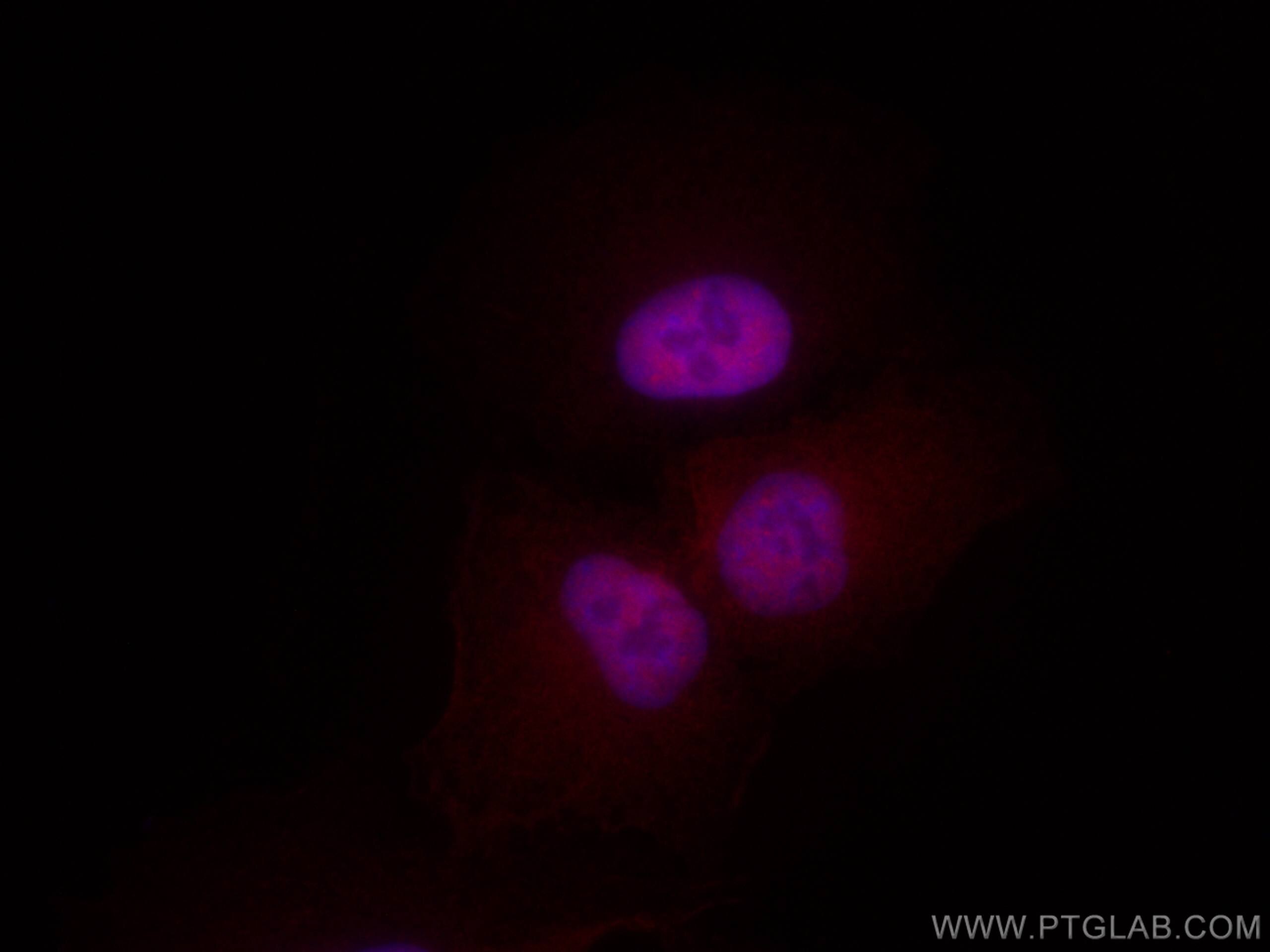 Immunofluorescence (IF) / fluorescent staining of A549 cells using CoraLite®594-conjugated Glucocorticoid receptor Po (CL594-24050)