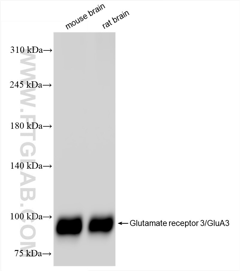 Western Blot (WB) analysis of various lysates using Glutamate receptor 3/GluA3 Recombinant antibody (84885-4-RR)