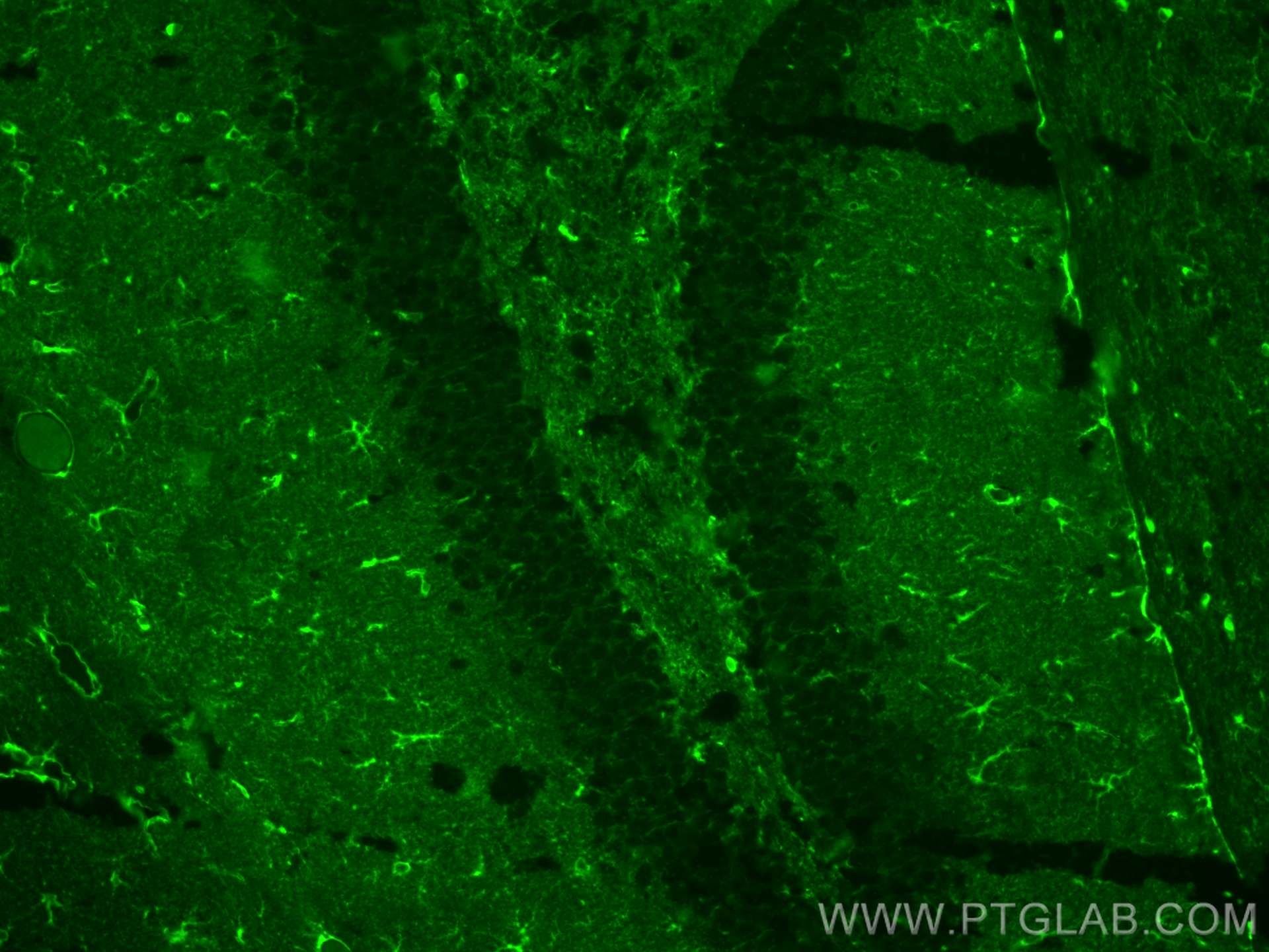 IF Staining of mouse brain using CL488-66323