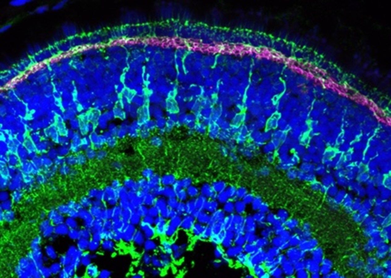 Immunofluorescence (IF) / fluorescent staining of zebrafish retina using Glutamine Synthetase Monoclonal antibody (66323-1-Ig)