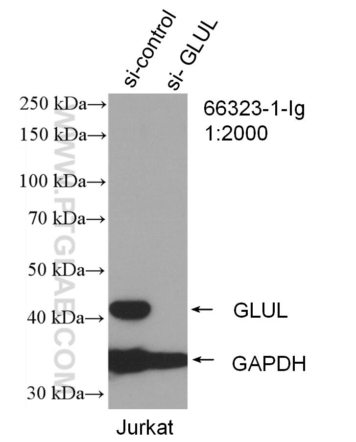 Western Blot (WB) analysis of Jurkat cells using Glutamine Synthetase Monoclonal antibody (66323-1-Ig)