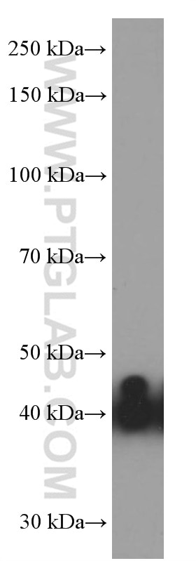 Western Blot (WB) analysis of pig liver tissue using Glutamine Synthetase Monoclonal antibody (66323-1-Ig)