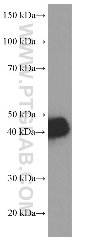 Western Blot (WB) analysis of pig brain tissue using Glutamine Synthetase Monoclonal antibody (66323-1-Ig)