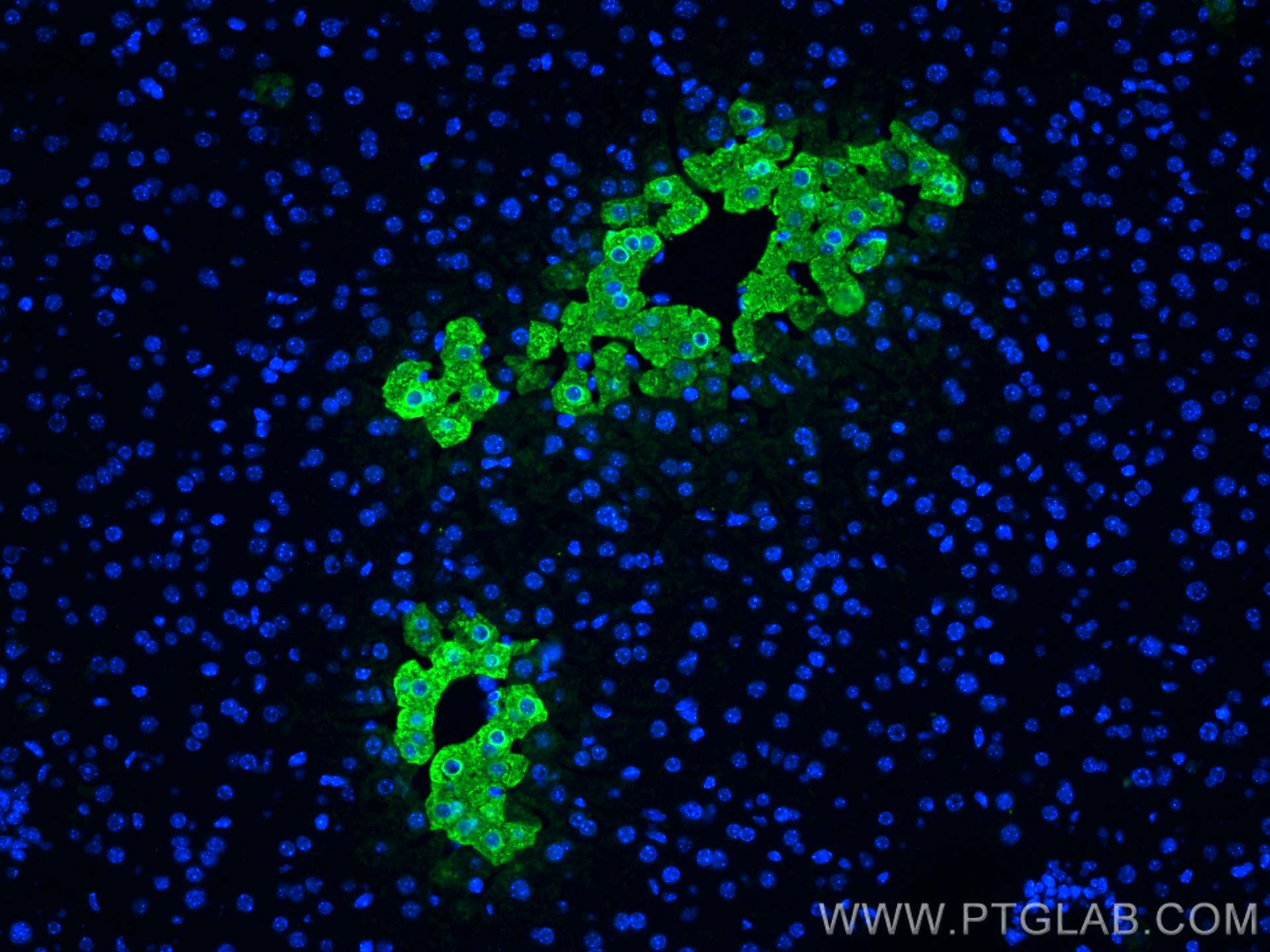 Immunofluorescence (IF) / fluorescent staining of mouse liver tissue using Glutamine Synthetase Monoclonal antibody (66323-2-Ig)