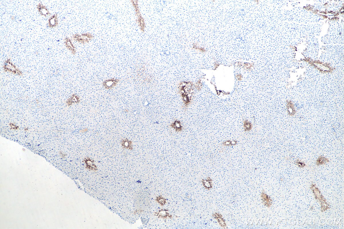 Immunohistochemistry (IHC) staining of rat liver tissue using Glutamine Synthetase Monoclonal antibody (66323-2-Ig)