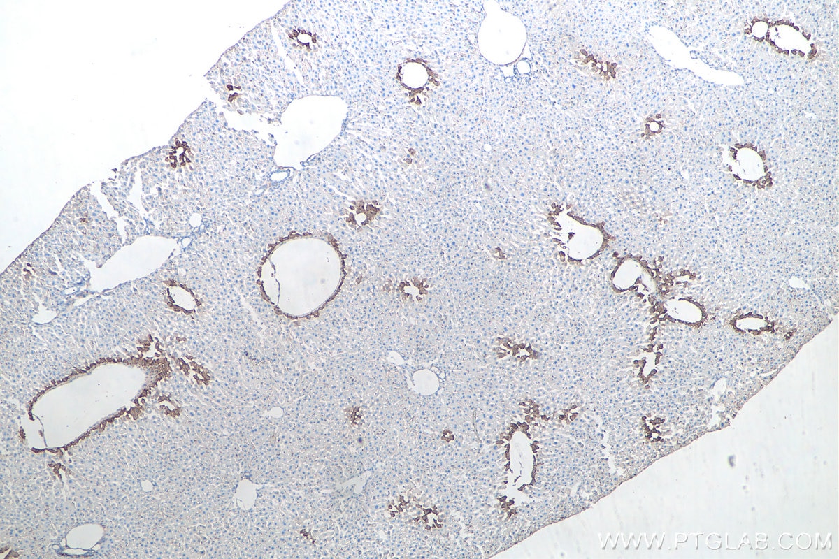 IHC staining of mouse liver using 66323-2-Ig