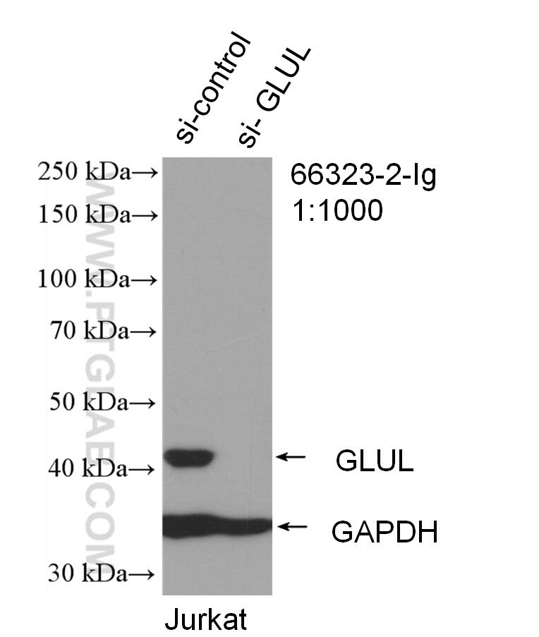 Western Blot (WB) analysis of Jurkat cells using Glutamine Synthetase Monoclonal antibody (66323-2-Ig)