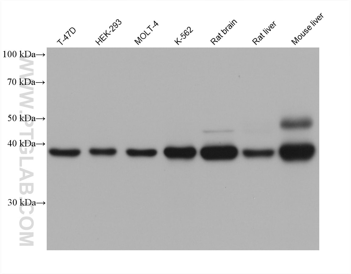 WB analysis using 66323-2-Ig (same clone as 66323-2-PBS) Western Blot (WB) analysis of various lysates using Glutamine Synthetase Monoclonal antibody (66323-2-Ig)