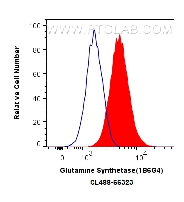 Flow cytometry (FC) experiment of HepG2 cells using CoraLite® Plus 488-conjugated Glutamine Synthetase (CL488-66323)