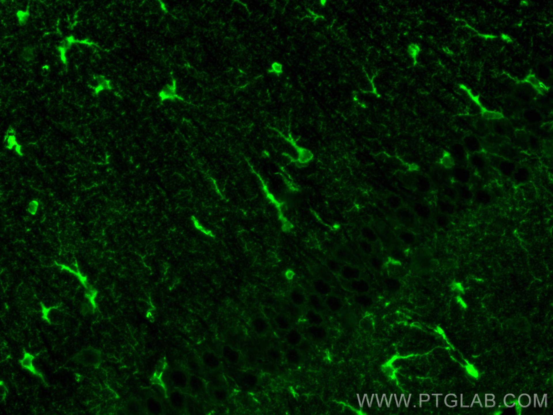 IF Staining of mouse brain using CL488-66323 Immunofluorescence (IF) / fluorescent staining of mouse brain tissue using CoraLite® Plus 488-conjugated Glutamine Synthetase (CL488-66323)