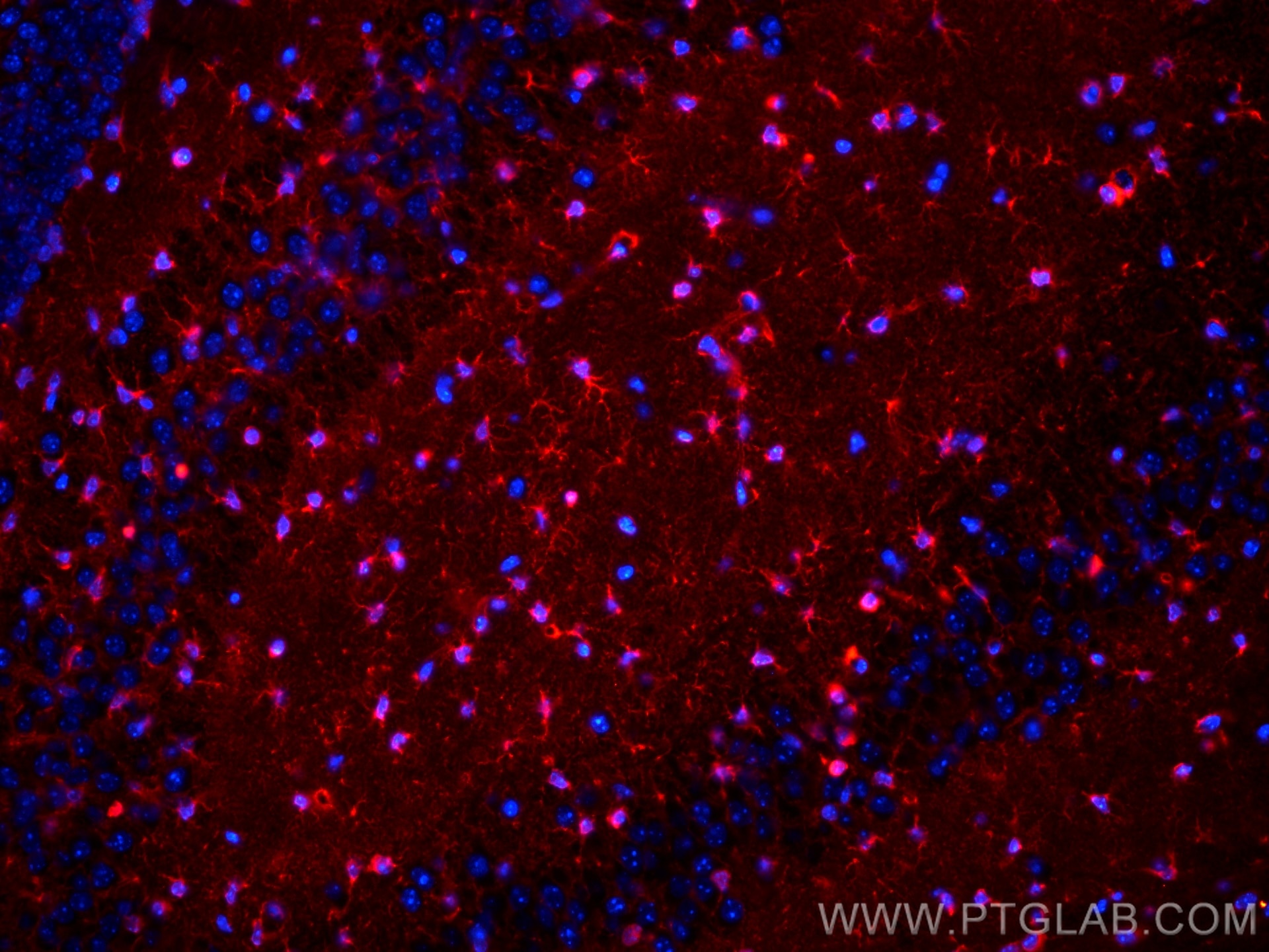 Immunofluorescence (IF) / fluorescent staining of mouse brain tissue using CoraLite®594-conjugated Glutamine Synthetase Monoc (CL594-66323)
