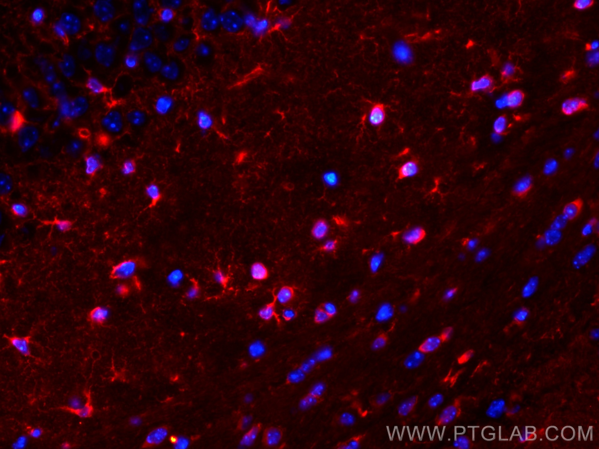 Immunofluorescence (IF) / fluorescent staining of mouse brain tissue using CoraLite®594-conjugated Glutamine Synthetase Monoc (CL594-66323)