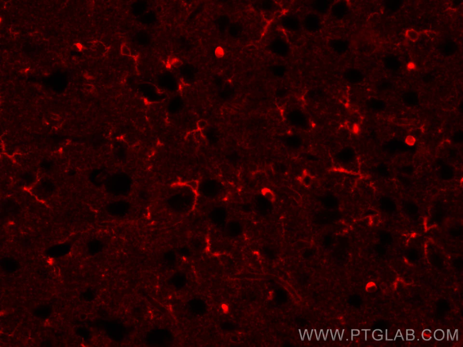 Immunofluorescence (IF) / fluorescent staining of mouse brain tissue using CoraLite®594-conjugated Glutamine Synthetase Monoc (CL594-66323)