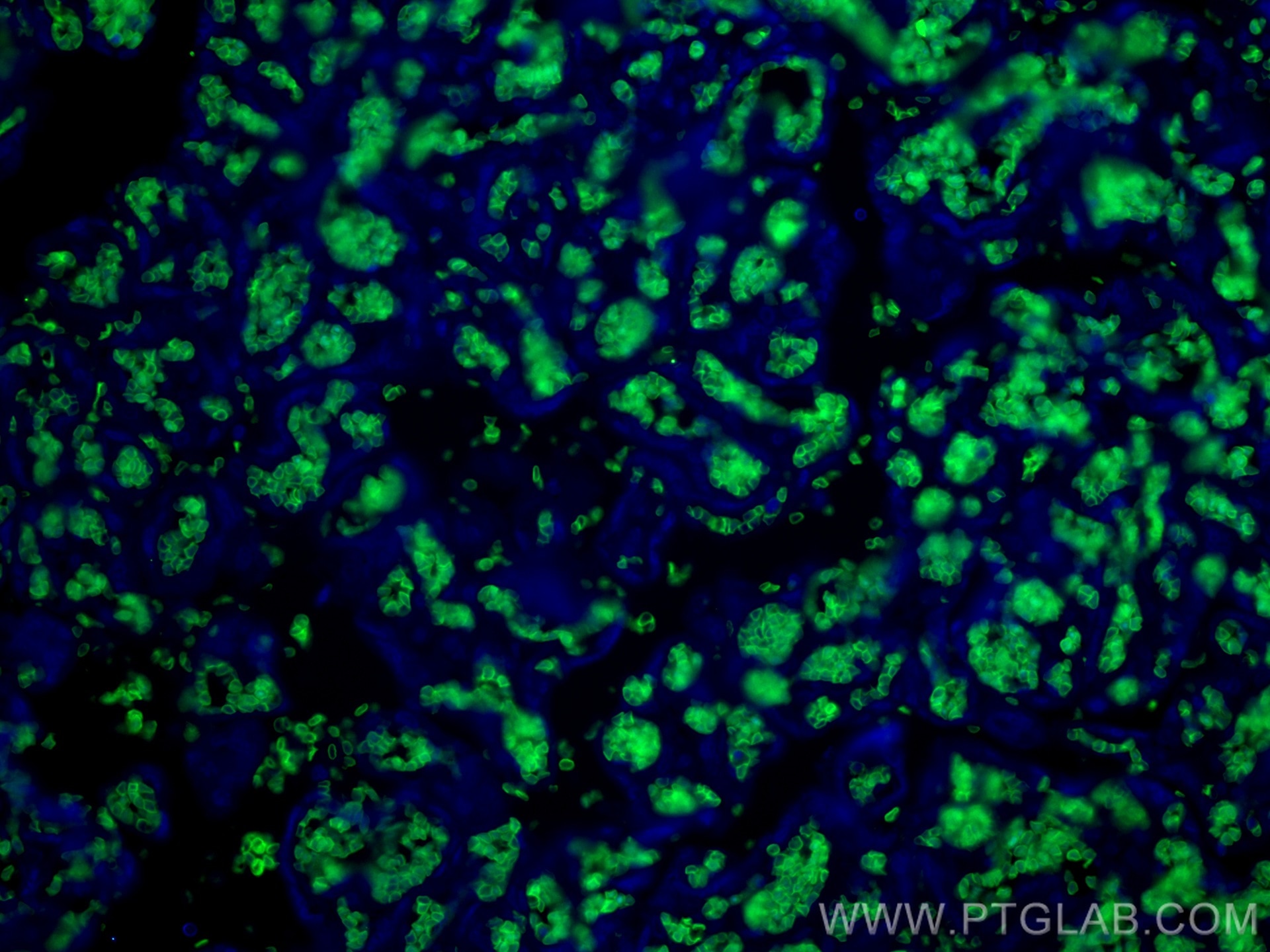 Immunofluorescence (IF) / fluorescent staining of human placenta tissue using Glycophorin A  Monoclonal antibody (66778-1-Ig)